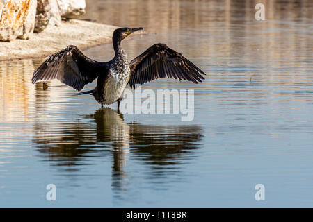 Cormorano asciugando le sue ali dopo la pesca con una riflessione sull'acqua Foto Stock