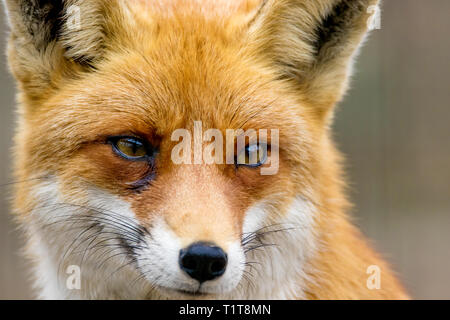 Immagine ritratto di un animale selvatico red fox Foto Stock