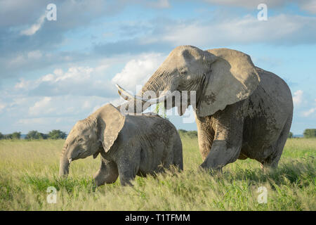 Elefante africano (Loxodonta africana) madre la protezione di vitello nella prateria, Amboseli National Park in Kenya. Foto Stock