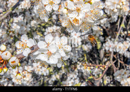 Close Up di bianco fiori ciliegio con Bee Foto Stock