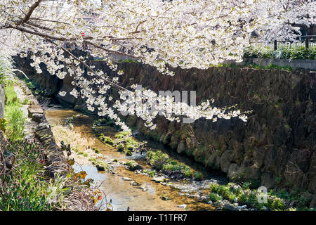 Fiori di ciliegio sakura alberi sulla riva del fiume Yamazaki. Primavera a Nagoya, Giappone. Foto Stock