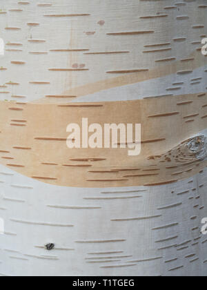 Una chiusura del bianco e arancione pallido corteccia di Betula albosinensis var septentrionalis Foto Stock