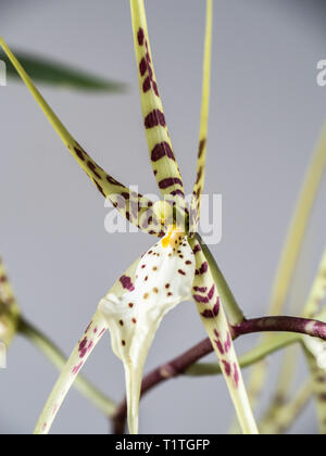 Una chiusura di un unico fiore delle orchidee Brassia capotribù Foto Stock