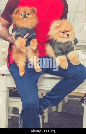 Due graziosi Pomerania cucciolo cani nelle mani di un giovane uomo attraente. Persone e animali domestici concetto. Foto Stock