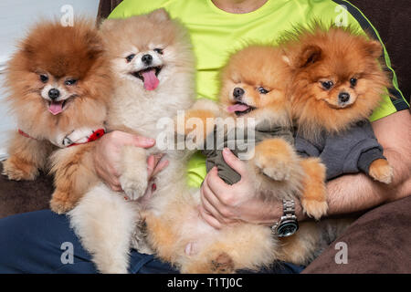 Quattro carino Pomerania cucciolo cani nelle mani di un giovane uomo attraente. Persone e animali domestici concetto. Foto Stock