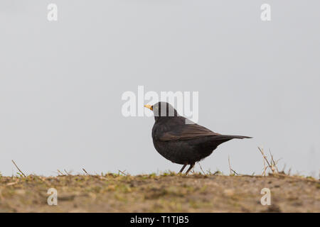 Maschio naturale blackbird (turdus merula) stando a terra Foto Stock