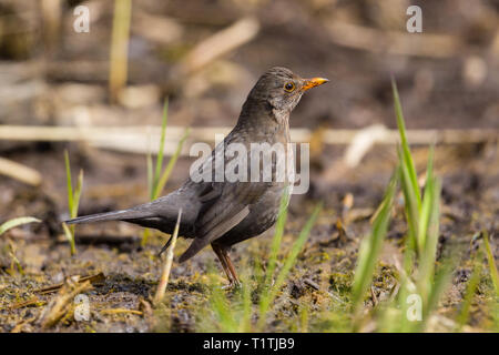 Femmina naturale blackbird (turdus merula) in piedi in breve crescente stocchi reed Foto Stock