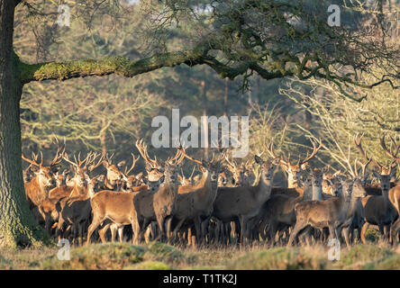 Allevamento di cervi e cerve a Berkeley il Deer Park. Foto Stock