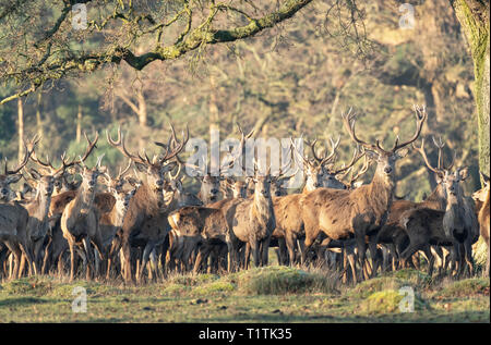 Allevamento di cervi e cerve a Berkeley il Deer Park. Foto Stock