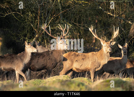 Allevamento di cervi e cerve a Berkeley il Deer Park. Foto Stock