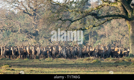 Allevamento di cervi e cerve a Berkeley il Deer Park. Foto Stock