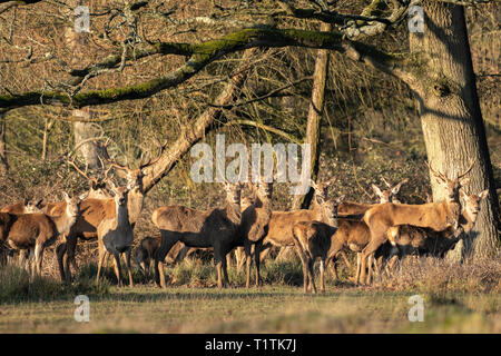 Allevamento di cervi e cerve a Berkeley il Deer Park. Foto Stock