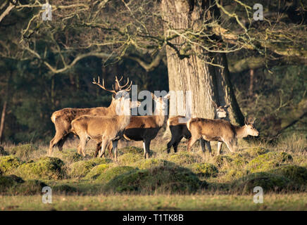 Allevamento di cervi e cerve a Berkeley il Deer Park. Foto Stock