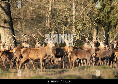 Allevamento di cervi e cerve a Berkeley il Deer Park. Foto Stock