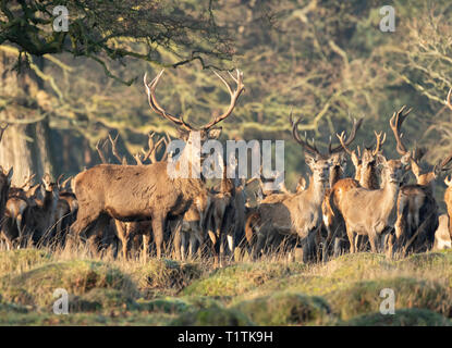 Allevamento di cervi e cerve a Berkeley il Deer Park. Foto Stock