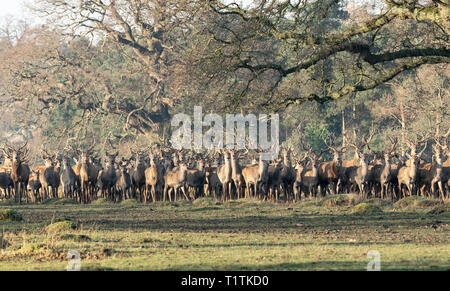 Allevamento di cervi e cerve a Berkeley il Deer Park. Foto Stock