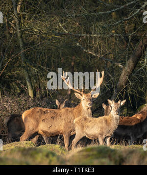 Allevamento di cervi e cerve a Berkeley il Deer Park. Foto Stock