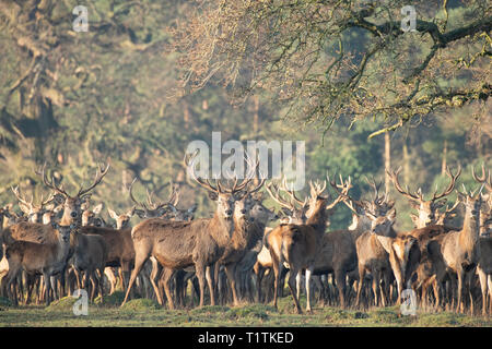 Allevamento di cervi e cerve a Berkeley il Deer Park. Foto Stock