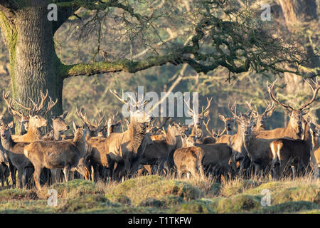 Allevamento di cervi e cerve a Berkeley il Deer Park. Foto Stock