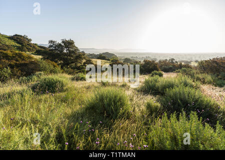 San Fernando Valley spring mountain meadow sunrise a Santa Susana Pass State Historic Park a Los Angeles, California. Foto Stock