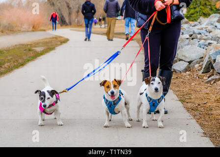 Vista parziale di senior donna assumendo tre cani di piccola taglia per una passeggiata; cani guardando nella telecamera Foto Stock