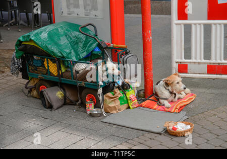 Hunde odachlos, Hohe Strasse, Koeln, Nordrhein-Westfalen, Deutschland Foto Stock