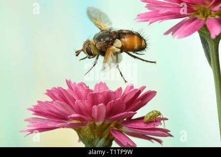 Igelfliege (Tachina fera), im societé Flug, un Margerite (Leucanthemum), Deutschland Foto Stock