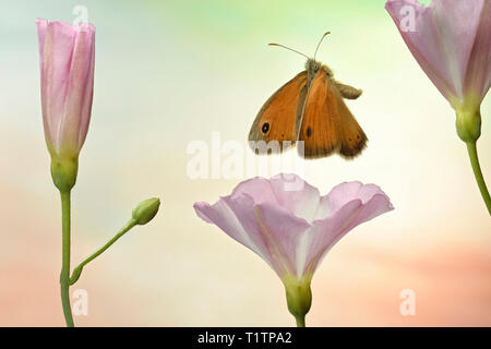 Kleines Wiesenvoegelchen (Coenonympha pamphilus), im societé Flug, un Ackerwinde (Convolvulus arvense), Deutschland Foto Stock