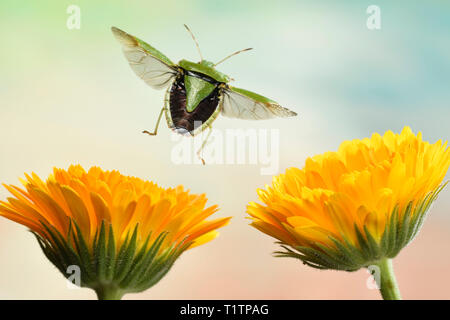 Gruene Stinkwanze (Palomena prasina), fliegt ab, Deutschland, Europa Foto Stock