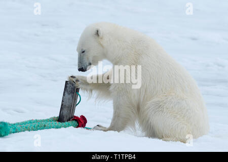 Orso polare (Ursus maritimus) ispezione di corda e pole che detiene Expedition nave, arcipelago delle Svalbard, Norvegia Foto Stock