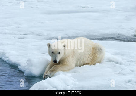 Orso polare (Ursus maritimus) sulla banchisa, arcipelago delle Svalbard, Norvegia Foto Stock