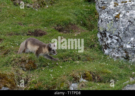 Giovani Arctic Fox (Vulpes vulpes lagopus), Alkhornet, arcipelago delle Svalbard, Norvegia Foto Stock
