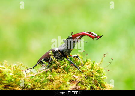 Stag beetle, maschio (lucanus cervus) Foto Stock