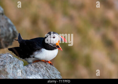 Atlantic Puffin (Fratercula arctica) Foto Stock