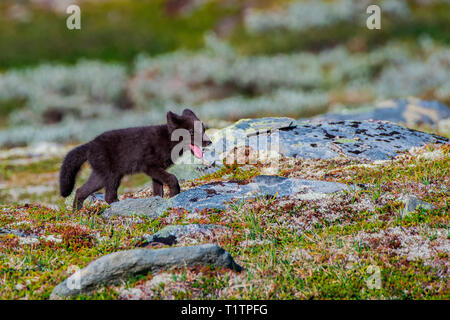 Volpe Artica, cub Finnmark, Norvegia (Vulpes vulpes lagopus) Foto Stock