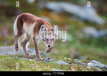 Arctic Fox, femmina, Finnmark, Norvegia (Vulpes vulpes lagopus) Foto Stock