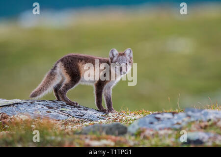 Volpe Artica, cub Finnmark, Norvegia (Vulpes vulpes lagopus) Foto Stock