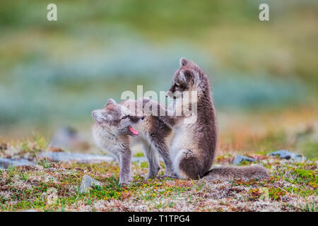 Volpe Artica, cubs, Finnmark, Norvegia (Vulpes vulpes lagopus) Foto Stock