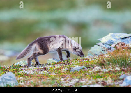 Volpe Artica, cub Finnmark, Norvegia (Vulpes vulpes lagopus) Foto Stock