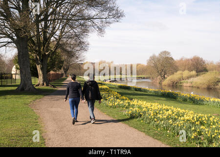 Giovane oltrepassando una deriva di narcisi a Chester-le-Street Riverside park, Co. Durham, England, Regno Unito Foto Stock