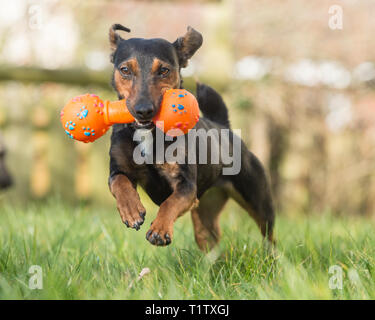 Nero e marrone Irish Terrier Foto Stock