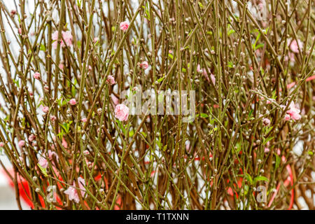 Rosa Fiori di Pesco su alberi in fiore tradizionale per celebrare il Tet, Vietnamita anno nuovo ad Hanoi, Vietnam. Foto Stock