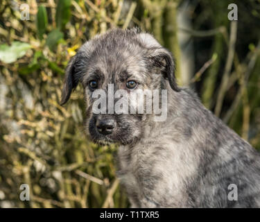 Irish Wolfhound cucciolo Foto Stock