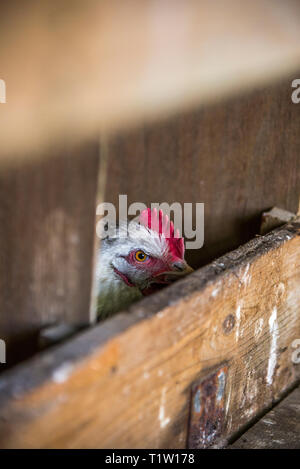 Pollo all'interno di casa di pollo a smallholding in Leicestershire Foto Stock