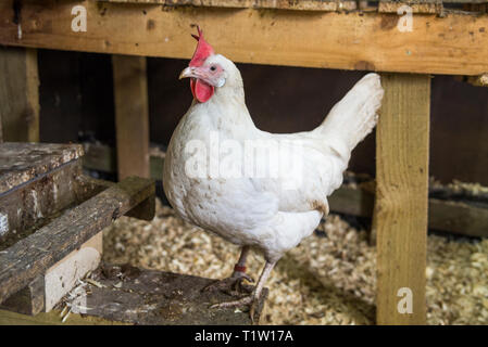 Pollo all'interno di casa di pollo a smallholding in Leicestershire Foto Stock