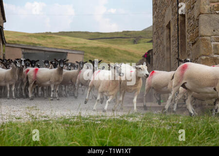 Mulo pecore in esecuzione attraverso farm Lancashire Foto Stock