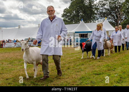 Vincitore del premio le capre vengono portati nella mostra anello per loro parade presso il 2018 Aylsham spettacolo agricolo, Norfolk, Regno Unito. Foto Stock