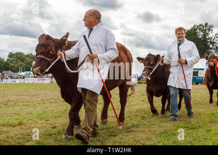 Premiato i bovini sono esibiti in mostra ring a 2018 Aylsham spettacolo agricolo, Norfolk, Regno Unito. Foto Stock