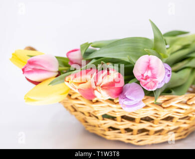 Bouquet di tulipani per l arrivo della primavera Foto Stock