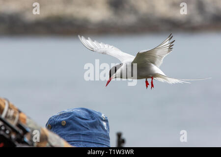 Arctic Tern [ Sterna Paradisaea ] attaccando i visitatori a farne interna, le isole farne, Northumberland, Regno Unito Foto Stock